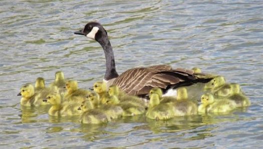 mother goose and babies