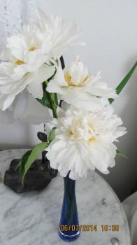 My Peonies