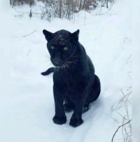 Pretty black snow panther!