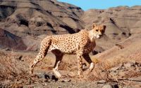 Saving The Desert Cheetahs Of Iran