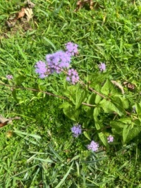 Ageratum