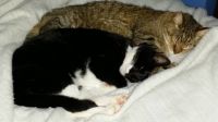 Dottie & Stubbs napping