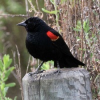 Red-winged Blackbird Male, Lagoon Trail, Del Mar, California