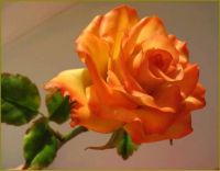 Beautiful Rose!