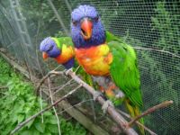 Parrots