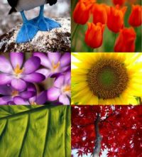 Nature in Color
