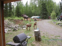 Visiting moose