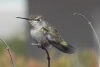 Hummer