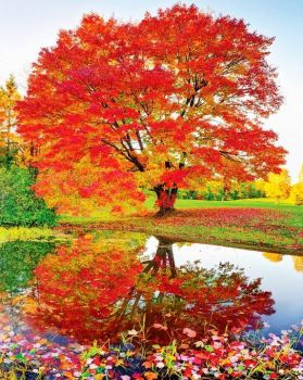 Maple Reflections