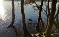 Ducks  on a winter's day walk
