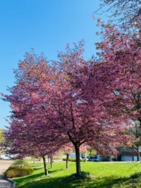 Kirsikkapuut