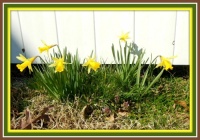 Happy St. Patrick's Day from me and the daffodils by the side fence.  🍀💚