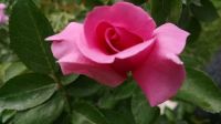 Earth Song Rose