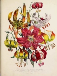 Jane Loudon - More Lilies