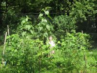 Sunflower July 26