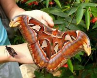 Atlas moth. WOW!
