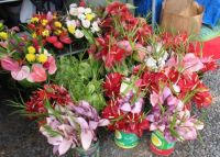 Saturday Market in Hilo Town
