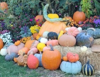 Saratoga Springs Pumpkins 3