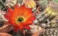 Red Cactus Blossom
