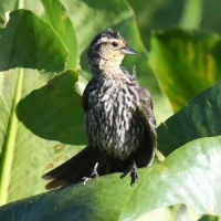Little Bird on Long Island,  NY