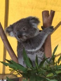 ʚ-ʕ⁰ο⁰ʔ-ɞ ♡ Little Miss Koala ♡ ʚ-ʕ⁰ο⁰ʔ-ɞ