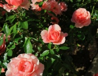 Tournament of roses