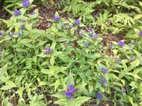 gentians where they never were before