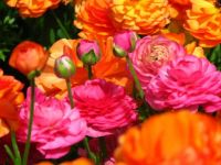 Spring Flowers (2)