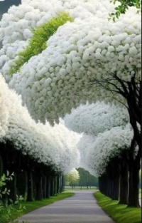 Flowering Trees...Japan