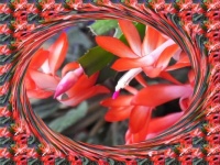 Detail kaktusového květu...  Cactus flower detail ...