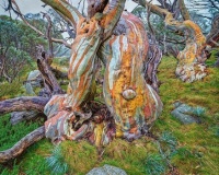 Snow gums growing in the Kosciuszko National Park