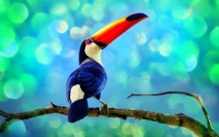 TOUCAN 🦜