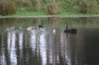 A pair of black swans and cygnets