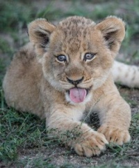 Lion Cub National Geographic