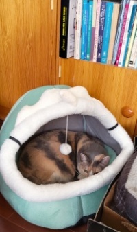Ginger in blue bed  2025/03/16