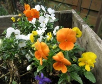 Pansies doing more than their best and bloom so cute!
