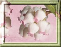 Láminas de flores_Ericácea