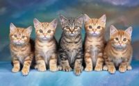 5 LOVELY LITTLE ONES...