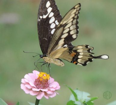 Giant Swallowtail on Zinnia