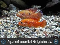 25 Jahre Aquarienfreunde Bad Königshofen