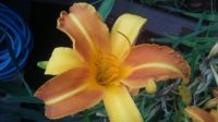 another one of my day lillies