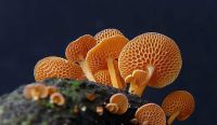 Orange Pore fungus
