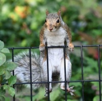 Squirrel prison breakout
