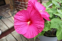 Hardy Hibiscus (A type of mallow)