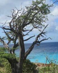 Bonaire