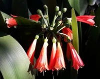 Flower Power