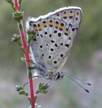 Bruine vuurvlinder