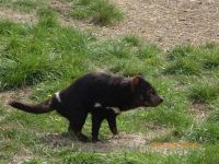 Another pic of our endangered Tasmanian devils