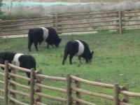 Striped cows!