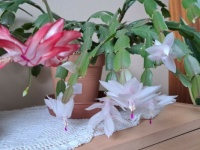 Vánoční kaktusy - Christmas cacti